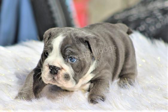English Bulldog breed info